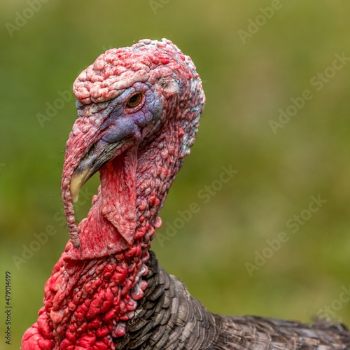 Portrait of a turkey among the Bribri Indians in Costa Rica