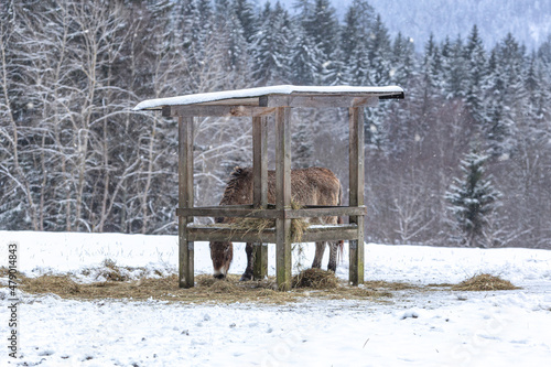 An elderly senior przewalski horse at a hayrack at the bavarian forest national park ludwigsthal. Caring for animals in winter