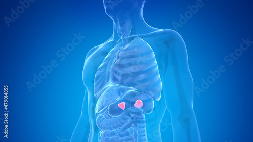 3d rendered medically accurate illustration of the male adrenal glands