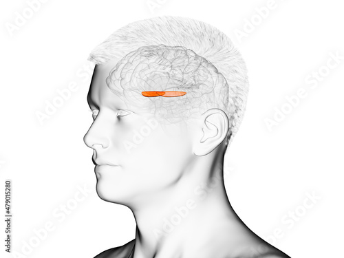 3d rendered medically accurate illustration of the brain anatomy - the medial globus padillus photo