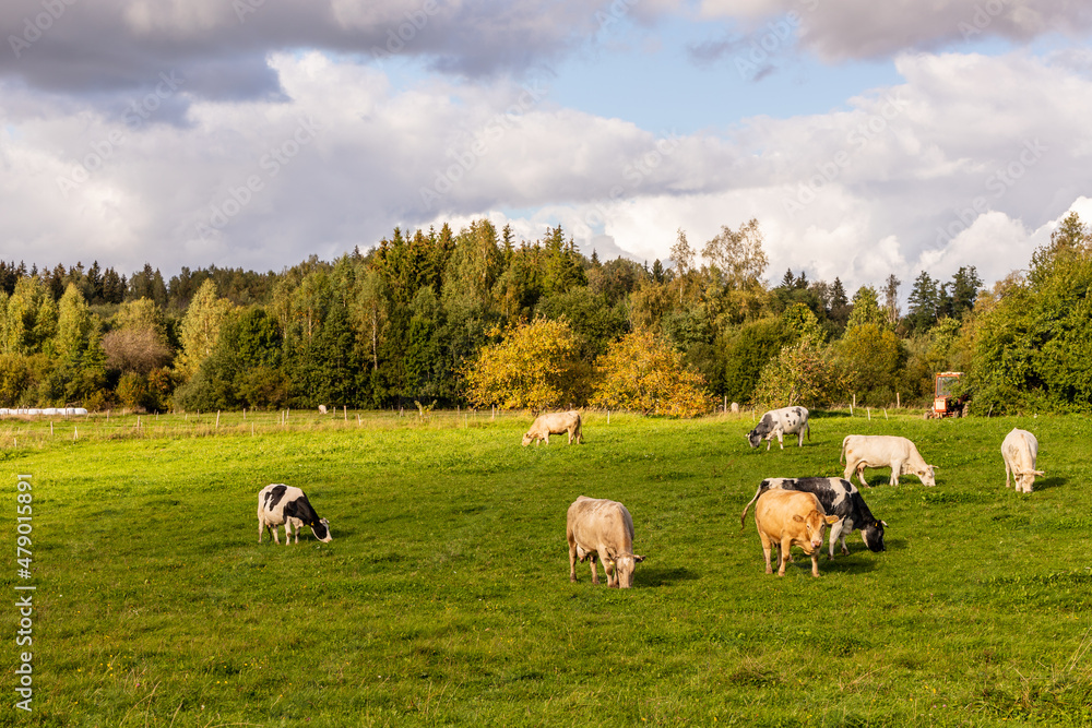 Eight cows eating grass at field near forest under cloudy sky, background visible red tractor. Cattle cow farm in Latvia, Europe at autumn sunny day. Dairy cows at grassland during early fall day