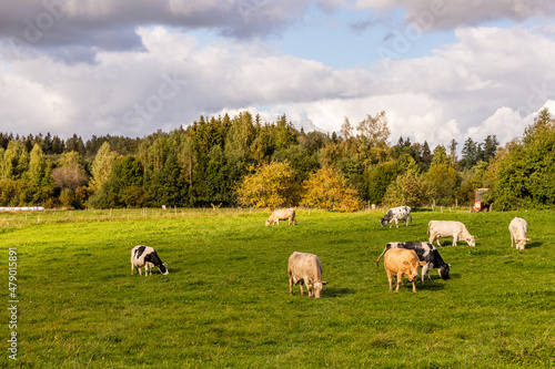 Eight cows eating grass at field near forest under cloudy sky, background visible red tractor. Cattle cow farm in Latvia, Europe at autumn sunny day. Dairy cows at grassland during early fall day