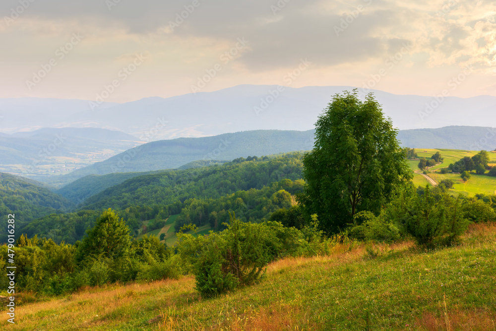 Obraz premium mountainous rural landscape at sunset. wonderful nature scenery with forested rolling hills and green grassy meadows in warm evening light. village in the distant valley. fluffy clouds on the sky