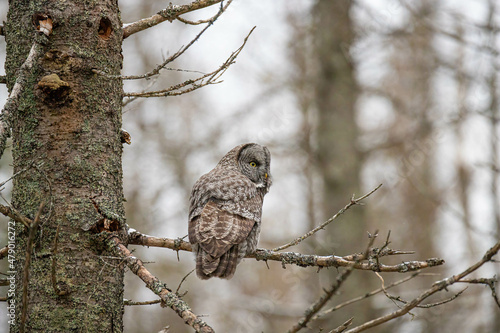 Great gray owl hunting forest