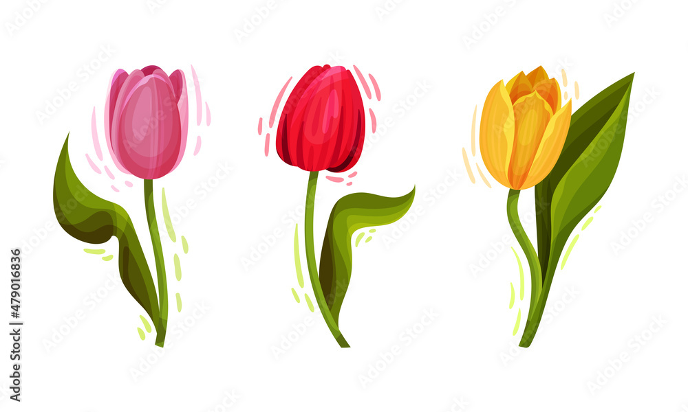 Colorful Tulips Flowers with Large and Showy Bud on Green Stem Vector Set