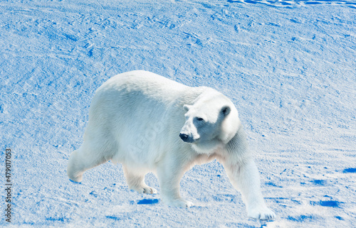 Polar bear is going against snow background