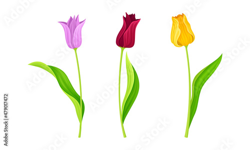 Red and Yellow Blooming Tulips Flowers with Large and Showy Bud on Green Stem Vector Set