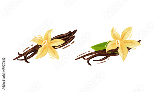 Yellow Vanilla or Vanilla Orchid Flower with Dried Pods Vector Set