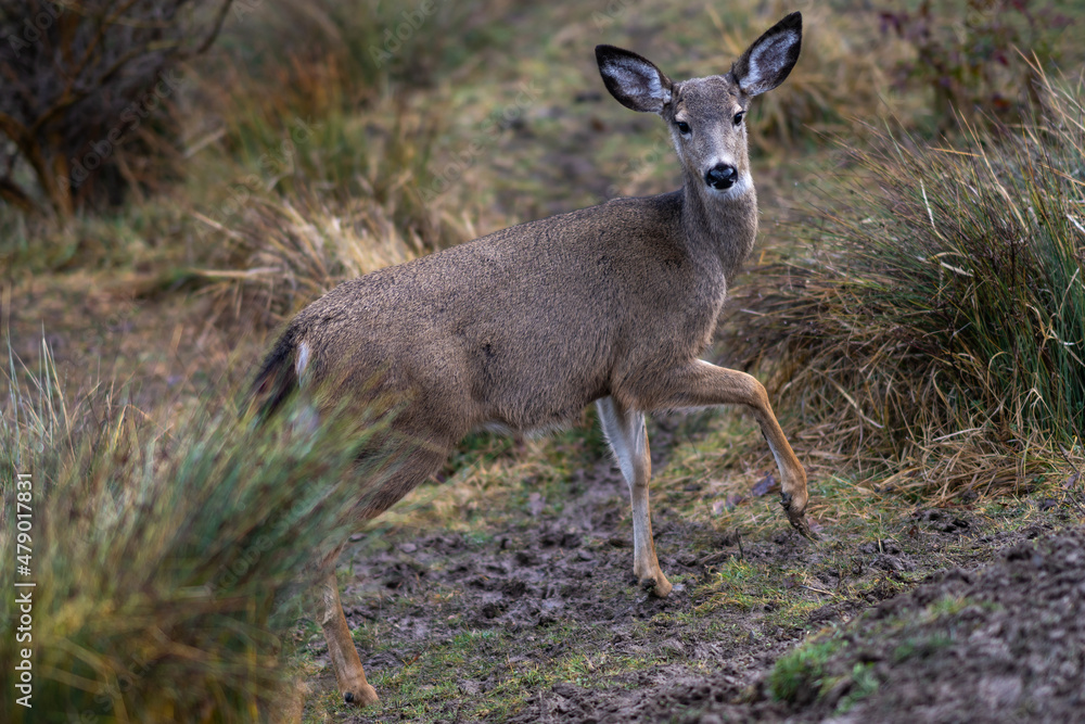 White-tailed Deer in the Wilderness