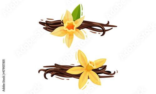 Yellow Vanilla or Vanilla Orchid Flower with Dried Pods Vector Set