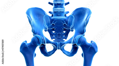 Fototapeta Naklejka Na Ścianę i Meble -  3d rendered illustration of the hip bone
