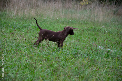 vizsla puppy in the grass