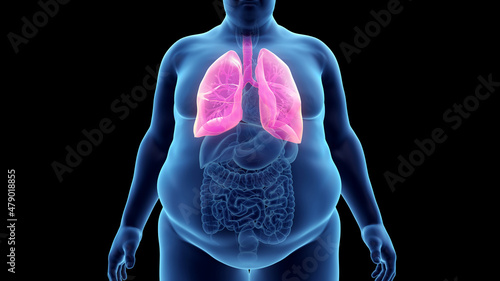 3d rendered illustration of an obese mans lung