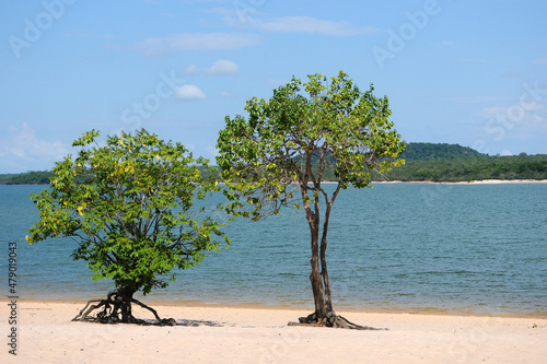 Alter do Chão,Brazil,November 21, 2021.Vegetation on the sand of Lago Verde beach in Alter do Chão, Pará state, northern region. Freshwater beaches in the Amazon rainforest.