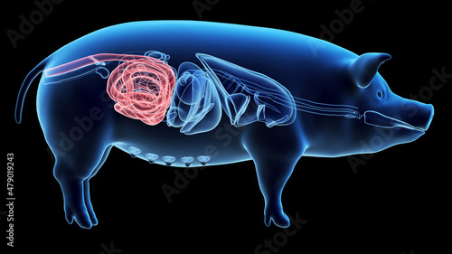 3d rendered illustration of the porcine anatomy - the colon
