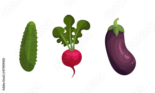 Ripe Eggplant and Cucumber Vegetable as Healthy Raw Food and Garden Cultivar Closeup Vector Set