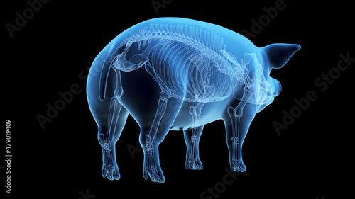 3d rendered illustration of the porcine anatomy - the skeleton photo