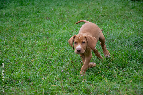 vizsla puppy in the grass