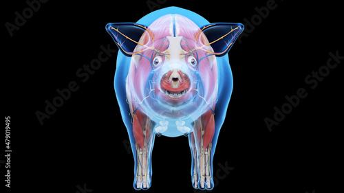 3d rendered illustration of the porcine anatomy photo