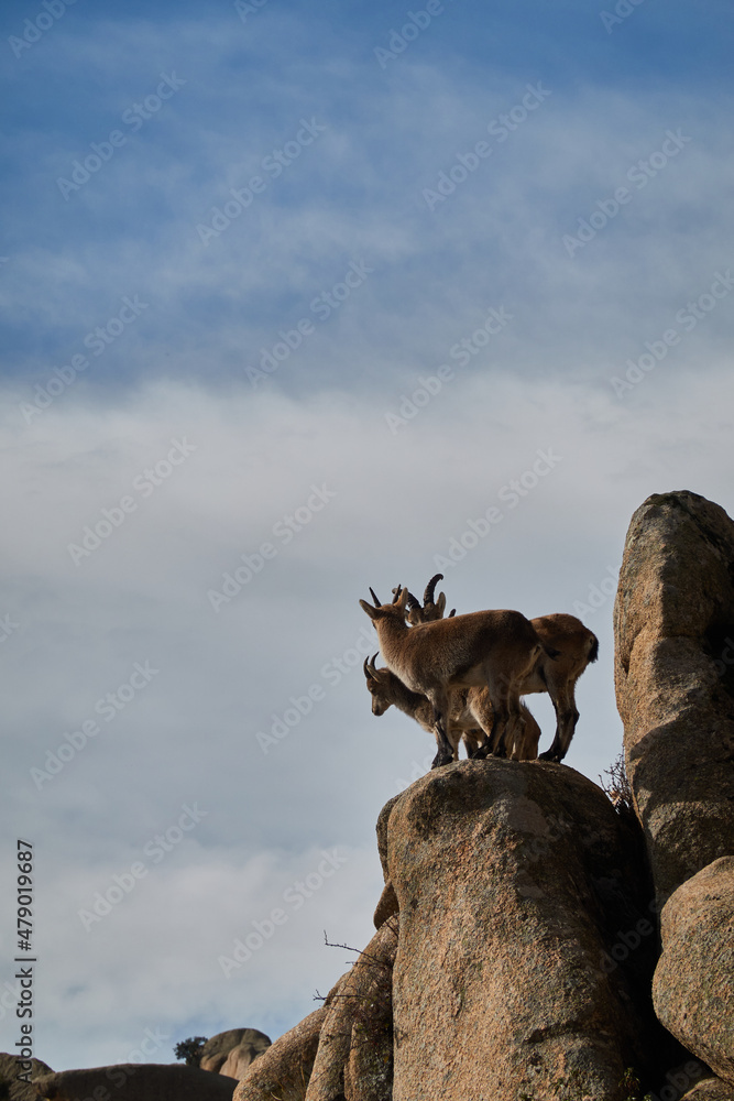 a herd of mountain goats in La Pedriza. Sierra de Guadarrama National Park. Madrid's community. Spain