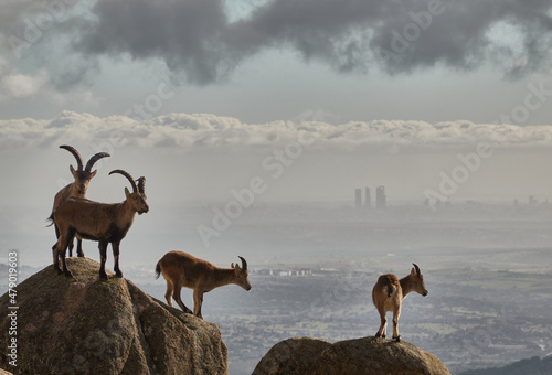 a herd of mountain goats in La Pedriza. Sierra de Guadarrama National Park. Madrid's community. Spain