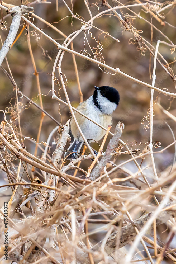 Obraz premium Pretty Chickadee