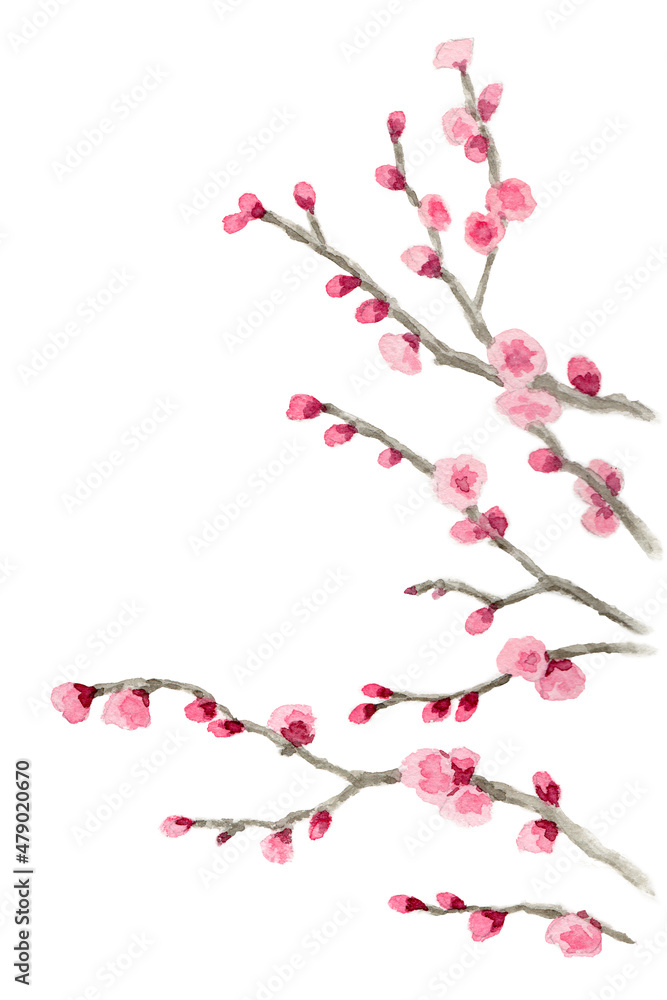 アナログ水彩ピンクの八重咲き梅の枝