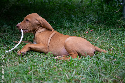 puppy playing in the grass photo