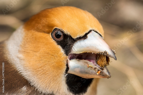 Fototapeta Male Hawfinch eating seeds from a maple tree.