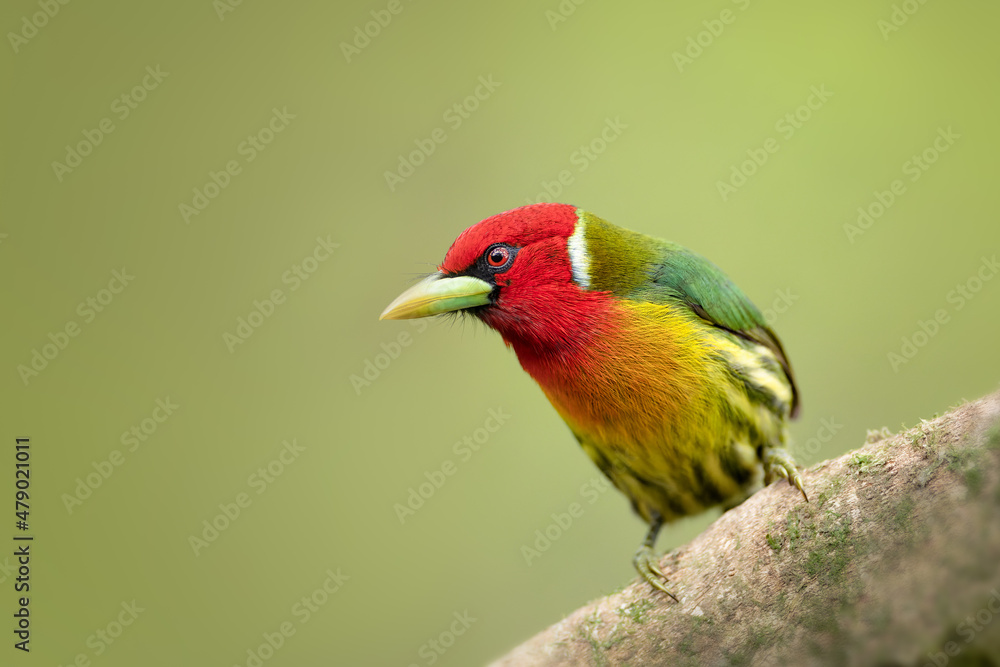 Red-headed Barbet
Eubucco bourcierii. Male is unmistakable with bright red head, green back, yellow belly, and stout yellow bill. Also notice the oval-shaped body with large head and short tail.