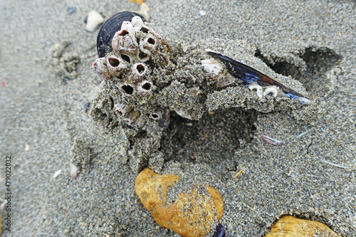 amas de coquillages sur la plage