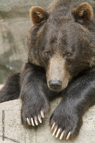 Portrait of captive grizzly bear (Ursus arctos) resting