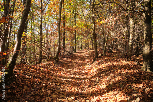 Percorso tra i boschi in autunno photo