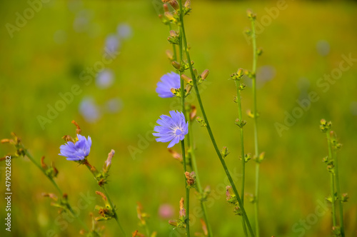 Delicate blue flowers of the chicory plant on a green background. Wild summer flowers. Medicinal plants.