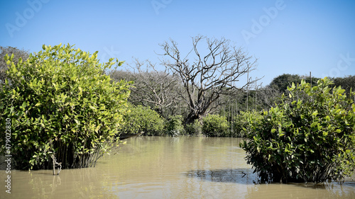 Ratargul swamp forest in Sylhet. photo