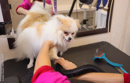 Pomeranian spitz in dog salon.Female hands using hair dryer on cute dog in salon. photo