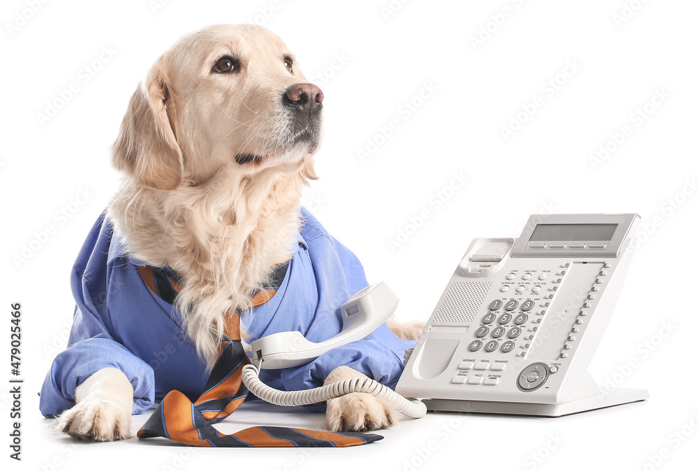 Business dog with telephone on white background