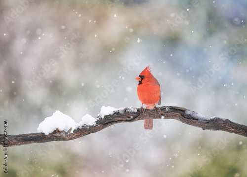 Northern Cardinal male - Cardinalis cardinalis perched on a branch on a cold winter day in Canada photo