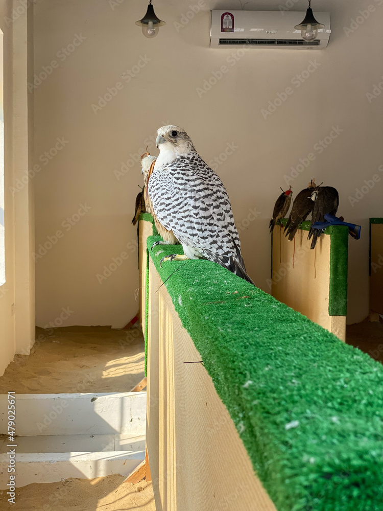 Falcons sitting in a shop.