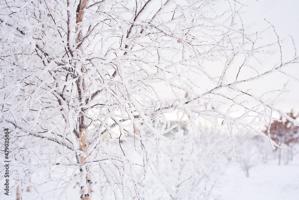 Branches of young birches are covered with fluffy white snow. The holiday is snow day. Branches of young birches are covered with fluffy white snow. The holiday is snow day.