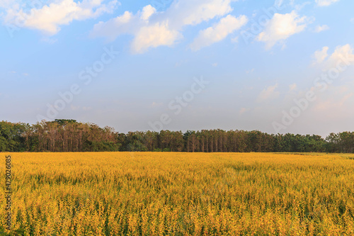 Yellow flower field landscape and blu sky