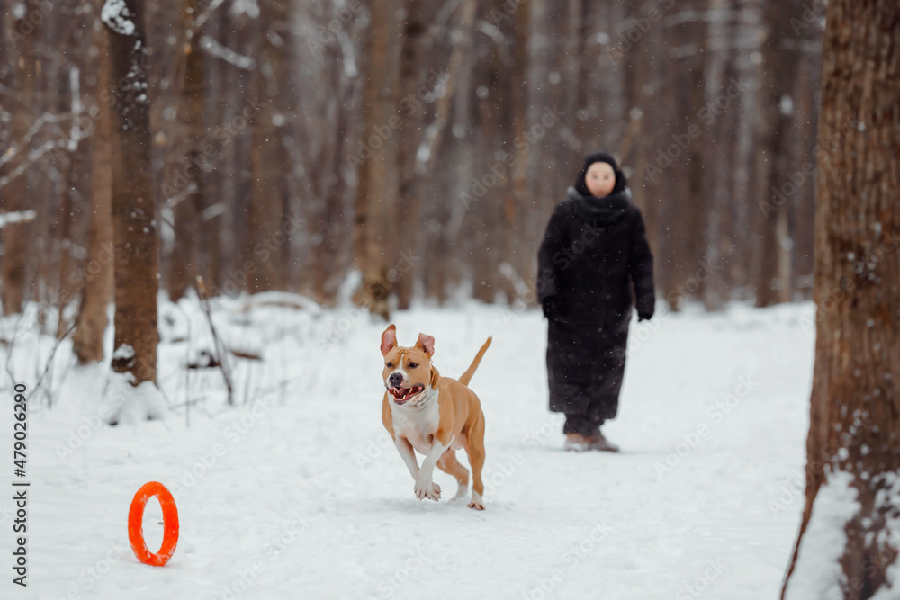 American Staffordshire Terrier playing in the winter woods with an orange round toy. Dog jogging merrily in a winter park