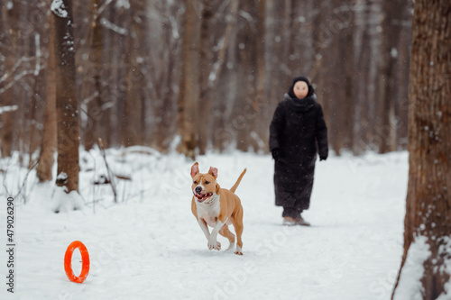 Fototapeta Naklejka Na Ścianę i Meble -  American Staffordshire Terrier playing in the winter woods with an orange round toy. Dog jogging merrily in a winter park