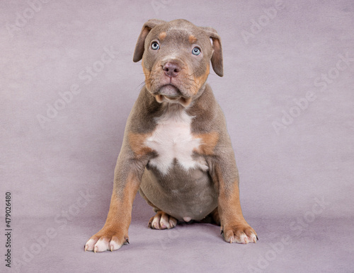 XL Bully American Bulldog Puppy photo
