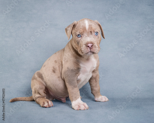 XL Bully American Bulldog Puppy