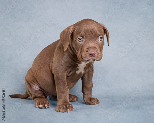 XL Bully American Bulldog Puppy