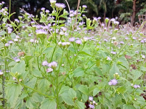 Kirinyuh flower (Chromolaena odorata) in the forest