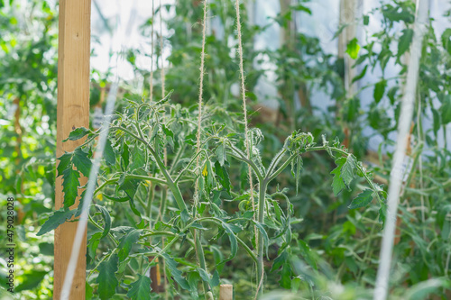 Tomato plants are grown in a greenhouse and tied with ropes to a support