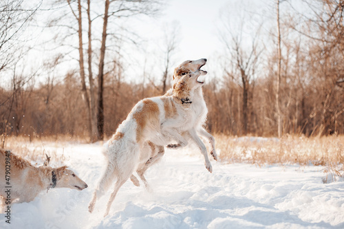 Russian wolfhound Russkaya Psovaya Borzaya © Елена Миллер