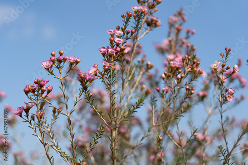 Growing wax flowers in flower beds photo